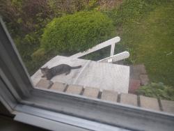 Found/Stray Unknown Cat last seen Sunnyland and Valine Way, Pittsburgh, PA 15227