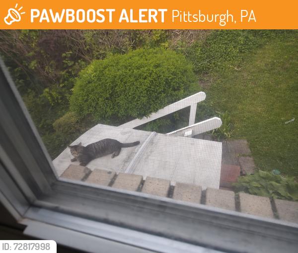 Found/Stray Unknown Cat last seen Sunnyland and Valine Way, Pittsburgh, PA 15227