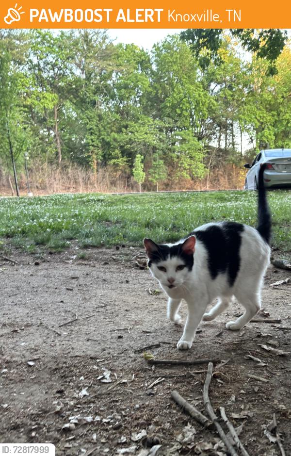 Found/Stray Female Cat last seen Near the park all the way down by the open field - came from the woods , Knoxville, TN 37915