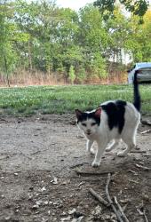 Found/Stray Female Cat last seen Near the park all the way down by the open field - came from the woods , Knoxville, TN 37915