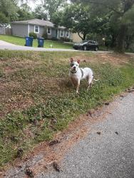 Found/Stray Unknown Dog last seen Near Cortland Dr, Louisville, KY 40228