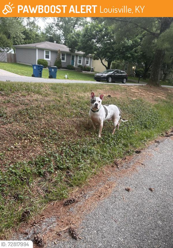 Found/Stray Unknown Dog last seen Near Cortland Dr, Louisville, KY 40228