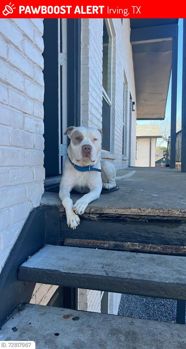 Lost Male Dog last seen Irving , Irving, TX 75060