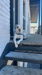 Lost Male Dog last seen Irving , Irving, TX 75060