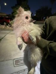 Reunited Male Dog last seen Bonanza and Marion , Las Vegas, NV 89110
