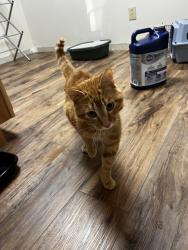 Found/Stray Male Cat last seen Up mountain road behind Rib Country off Murphy Hwy, Cherokee County, NC 28906