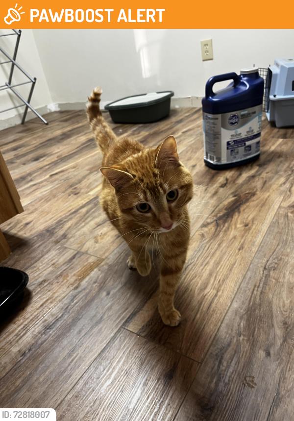 Found/Stray Male Cat last seen Up mountain road behind Rib Country off Murphy Hwy, Cherokee County, NC 28906
