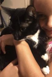 Reunited Female Cat last seen Stroop, Lefevre, Town and country, Dayton, OH 45429