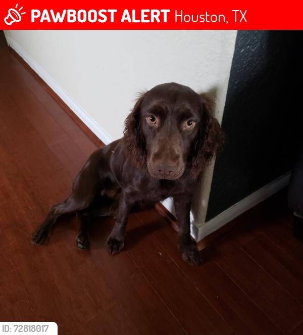 Lost Male Dog last seen TC Jester and Woodbriar dr, Houston, TX 77068