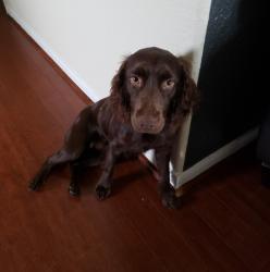 Lost Male Dog last seen TC Jester and Woodbriar dr, Houston, TX 77068