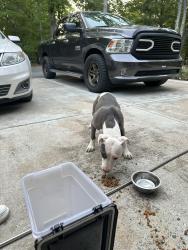 Found/Stray Female Dog last seen Corinth church rd, Monroe, NC 28112