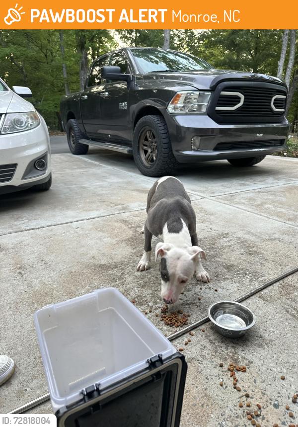 Found/Stray Female Dog last seen Corinth church rd, Monroe, NC 28112
