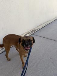 Found/Stray Male Dog last seen 51st St and McDowell - St Francis Catholic Cemetery , Phoenix, AZ 85008