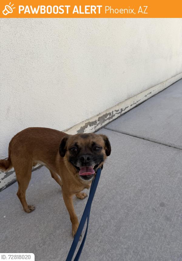Found/Stray Male Dog last seen 51st St and McDowell - St Francis Catholic Cemetery , Phoenix, AZ 85008