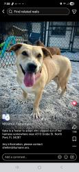Lost Female Dog last seen Route 41, North Port, FL 34287
