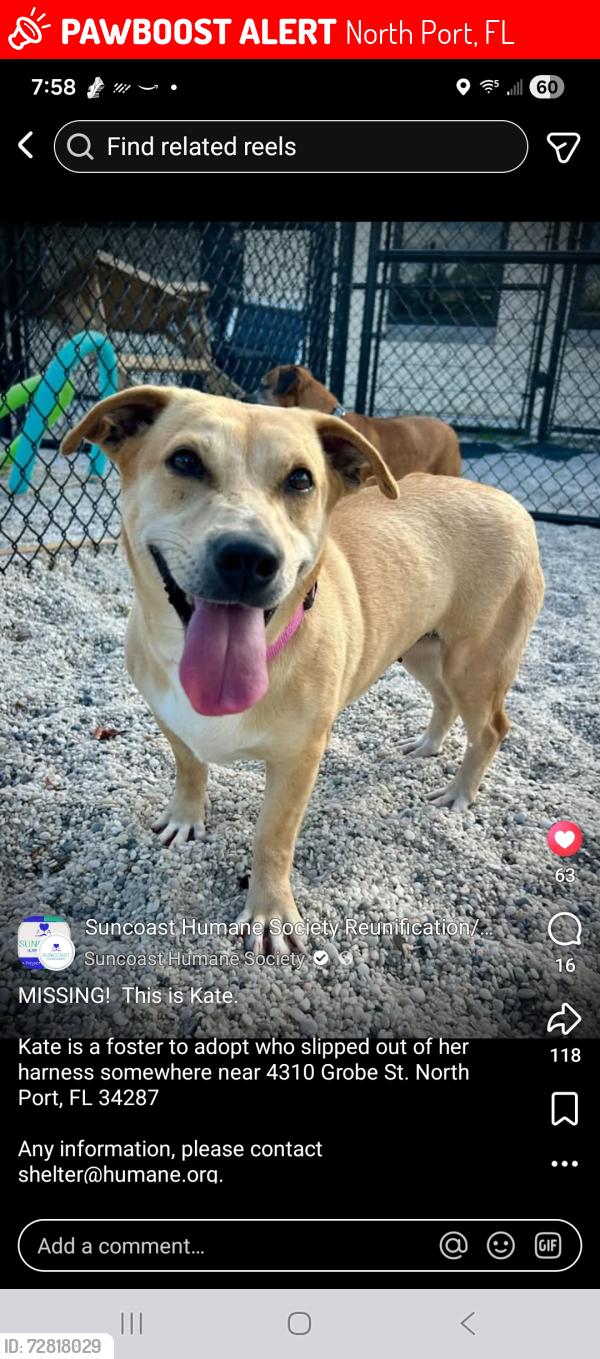 Lost Female Dog last seen Route 41, North Port, FL 34287