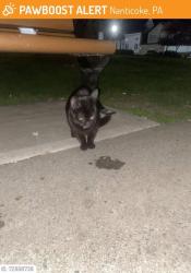 Lost Male Cat last seen Near s market street , Nanticoke, PA 18634