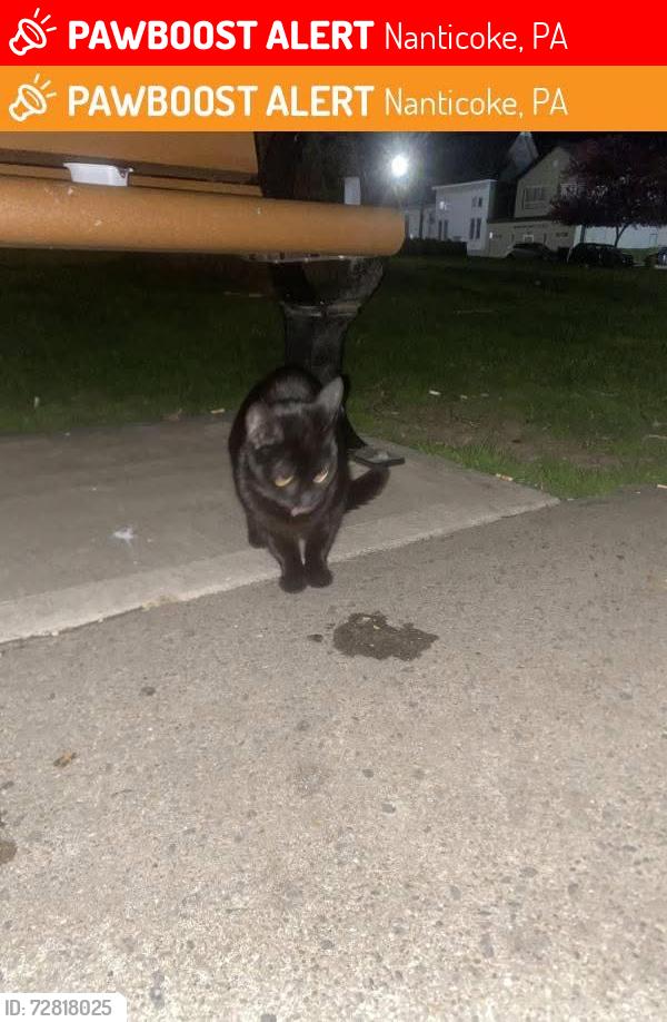 Lost Male Cat last seen Near s market street , Nanticoke, PA 18634