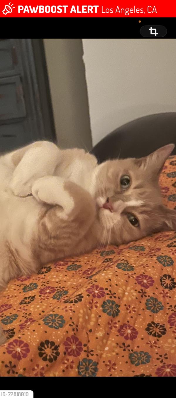 Lost Male Cat last seen Park la Brea , Los Angeles, CA 90036