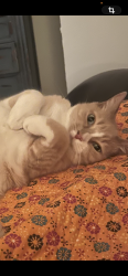 Lost Male Cat last seen Park la Brea , Los Angeles, CA 90036