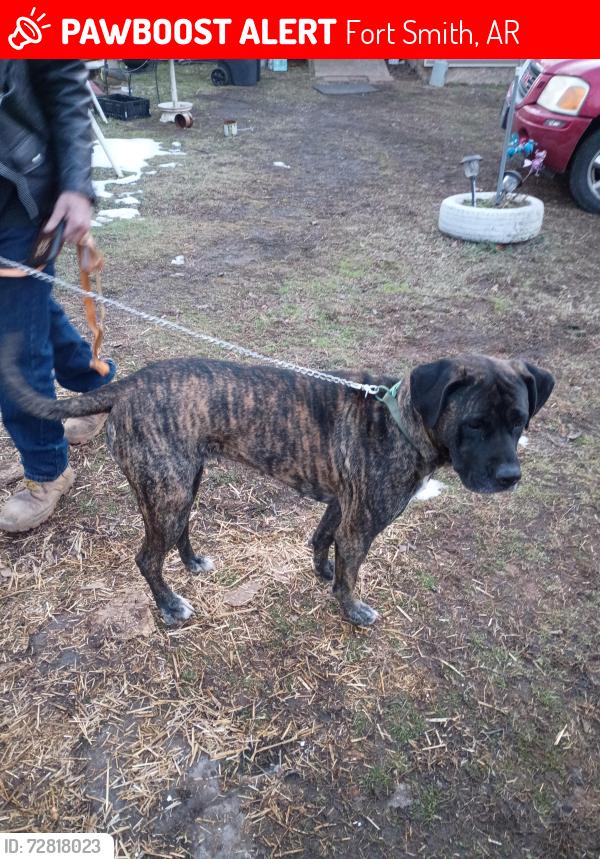 Lost Female Dog last seen The dollar store on mussett Rd, spradling Ave, and 6th street, Fort Smith, AR 72904