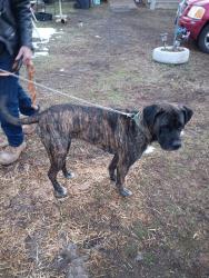 Lost Female Dog last seen The dollar store on mussett Rd, spradling Ave, and 6th street, Fort Smith, AR 72904