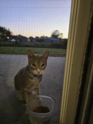 Found/Stray Unknown Cat last seen ixora ave palm bay fl, Palm Bay, FL 32907