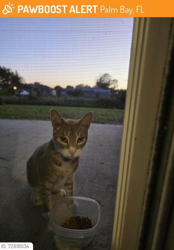 Found/Stray Unknown Cat last seen ixora ave palm bay fl, Palm Bay, FL 32907