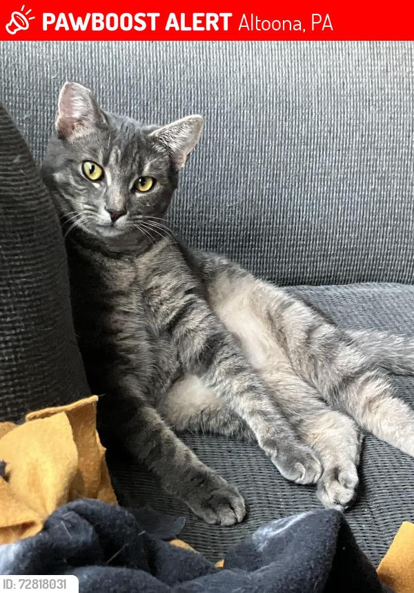 Lost Female Cat last seen Evergreen Manor area , Altoona, PA 16602