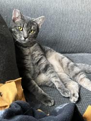 Lost Female Cat last seen Evergreen Manor area , Altoona, PA 16602