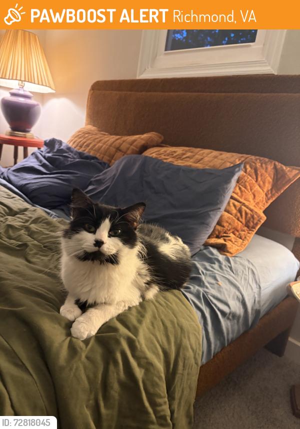 Found/Stray Unknown Cat last seen E 18th St, Richmond, VA 23224