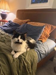 Found/Stray Unknown Cat last seen E 18th St, Richmond, VA 23224