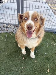 Found/Stray Male Dog last seen Sus court/ Dona Ana road , Las Cruces, NM 88007