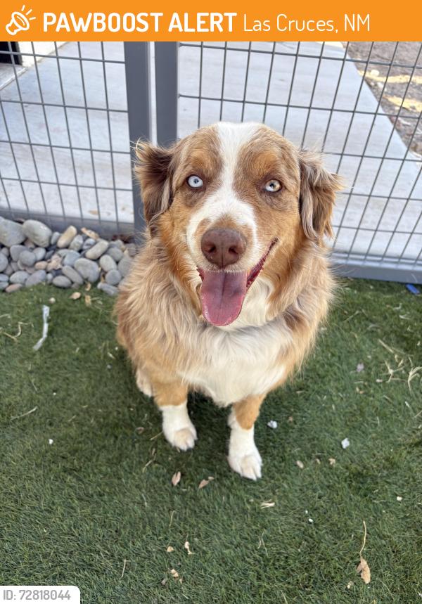 Found/Stray Male Dog last seen Sus court/ Dona Ana road , Las Cruces, NM 88007
