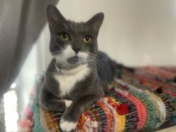 Lost Female Cat last seen Barranca and Harvard , Irvine, CA 92606