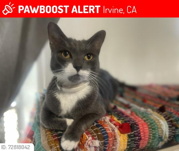 Lost Female Cat last seen Barranca and Harvard , Irvine, CA 92606