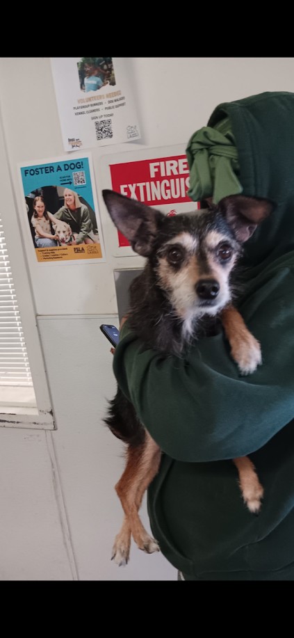 Shelter Stray Female Dog last seen , Los Angeles, CA 90047