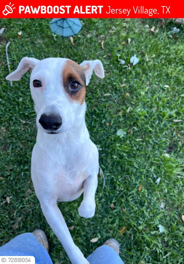 Lost Male Dog last seen Jersey Village, Jersey Village, TX 77040