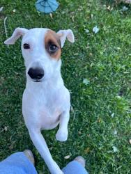 Lost Male Dog last seen Jersey Village, Jersey Village, TX 77040