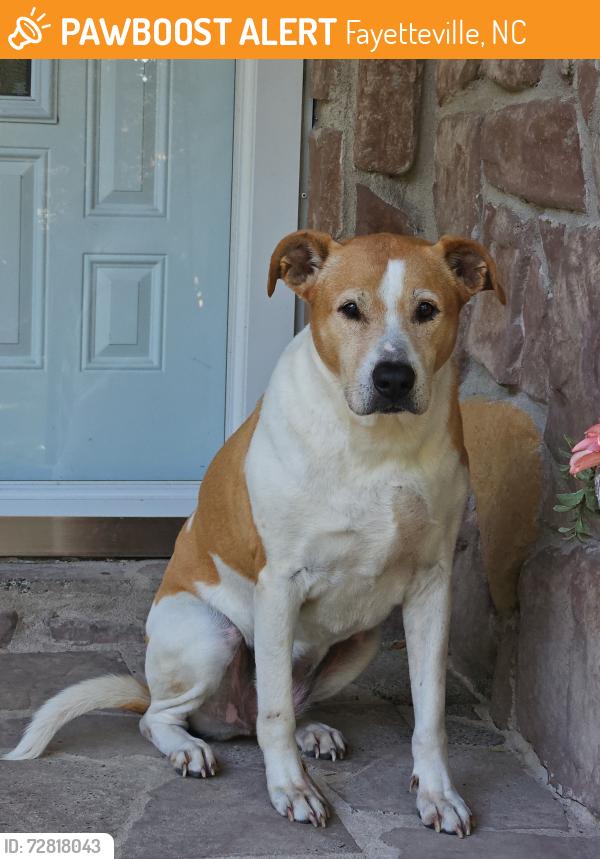 Found/Stray Male Dog last seen Gainey Rd hse (dog on porch). Gainey is off of Butler Nursery, Fayetteville, NC 28306