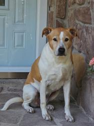 Found/Stray Male Dog last seen Gainey Rd hse (dog on porch). Gainey is off of Butler Nursery, Fayetteville, NC 28306