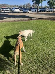 Found/Stray Unknown Dog last seen Kit Carson park, Escondido, CA 92025