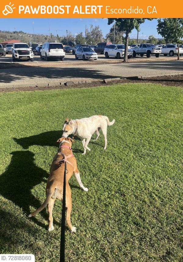 Found/Stray Unknown Dog last seen Kit Carson park, Escondido, CA 92025
