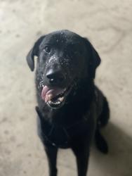 Lost Male Dog last seen Coit and Campbell, Dallas, TX 75248