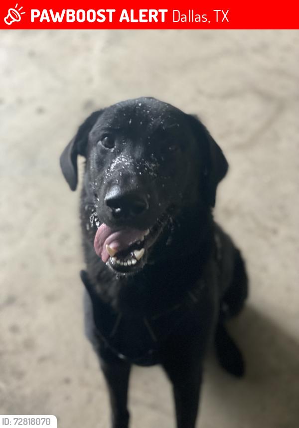 Lost Male Dog last seen Coit and Campbell, Dallas, TX 75248