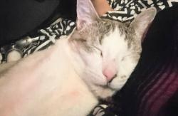 Lost Male Cat last seen Pacific, Highland, CA 92346