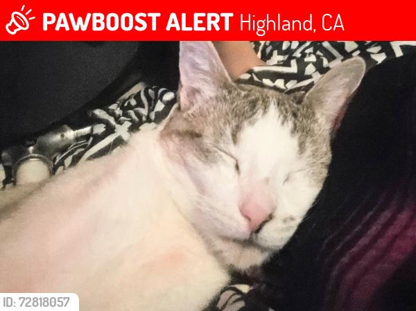 Lost Male Cat last seen Pacific, Highland, CA 92346