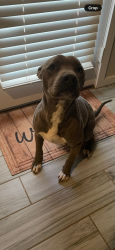 Lost Male Dog last seen Bell farms Area Lubbock, Lubbock, TX 79423