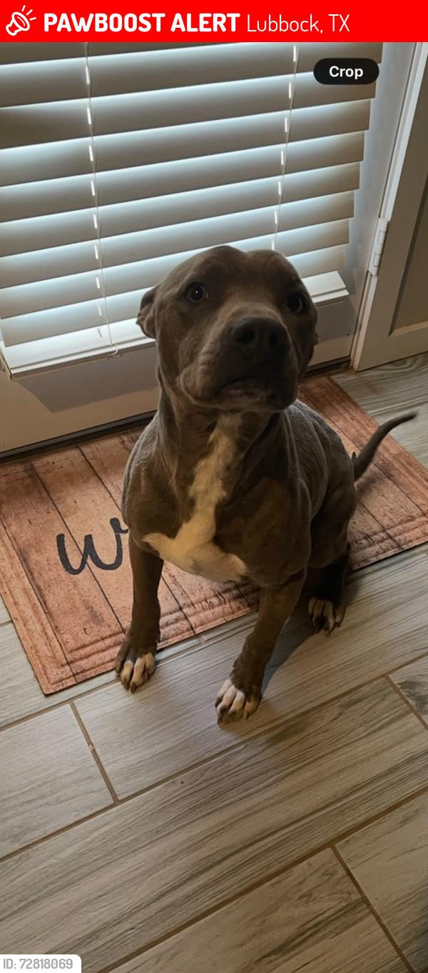 Lost Male Dog last seen Bell farms Area Lubbock, Lubbock, TX 79423