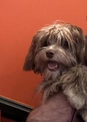 Reunited Female Dog last seen e cesar e chavez ave and mccdonal, East Los Angeles, CA 90022